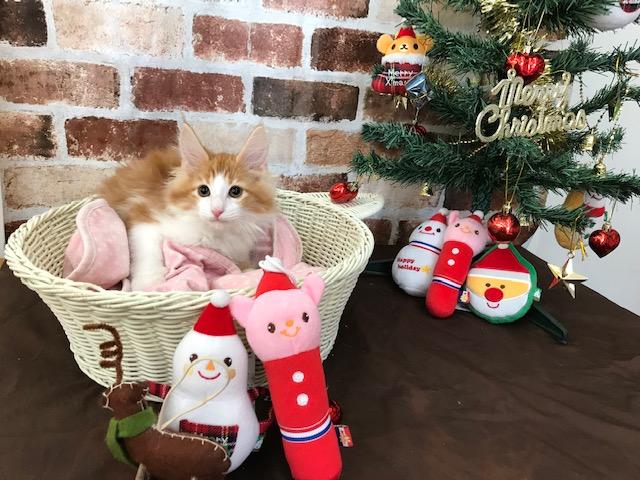 ノルウェージャンフォレストキャット