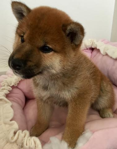 柴犬
