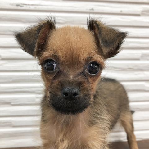 Mix 雑種 ヨーキー ブリュッセルグリフォン 子犬や子猫たちのペット販売情報が満載 ペットステーション Mix 雑種 ヨーキー ブリュッセルグリフォン 子犬や子猫たちのペット販売情報が満載 ペットステーション