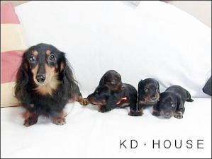 カニンヘンダックス専門ブリーダーKD・HOUSE