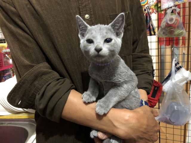 ロシアンブルー