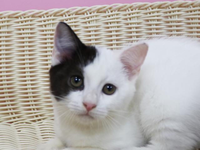 スコティッシュフォールド