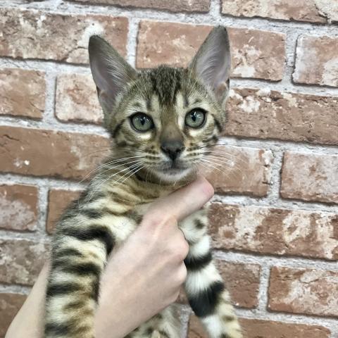 ベンガル