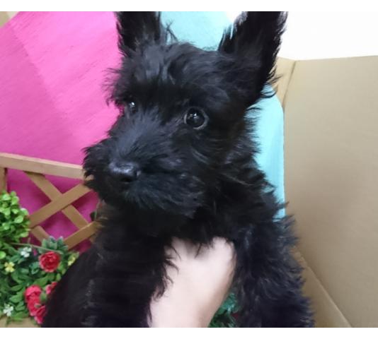 スコティッシュテリア