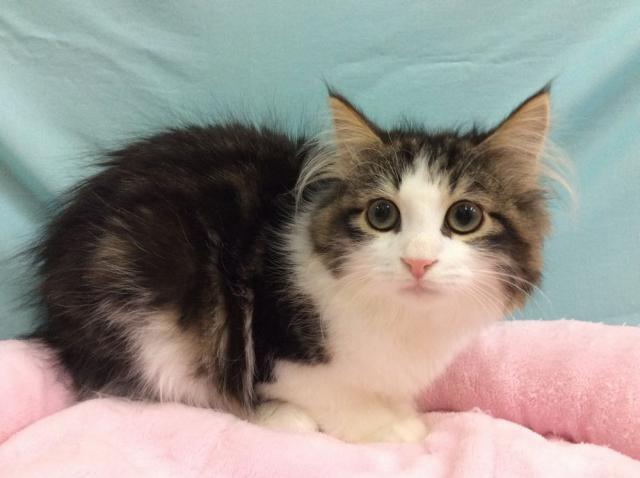 ノルウェージャンフォレストキャット