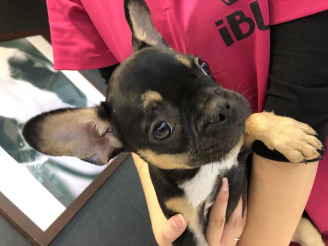 フレンチブルドッグ