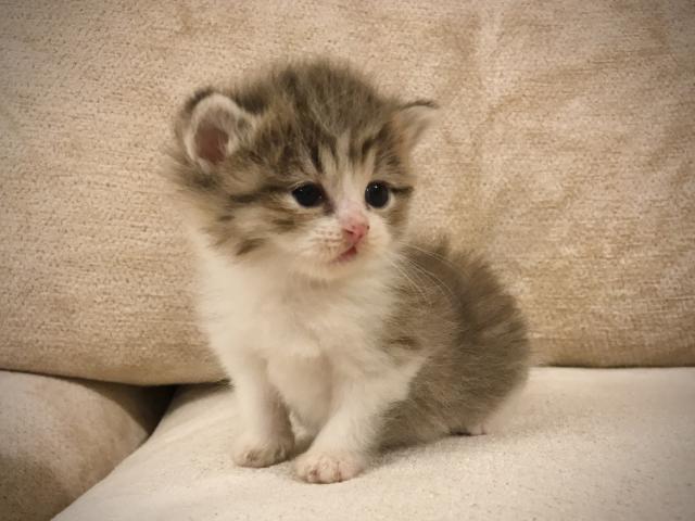 ミヌエット（旧ナポレオン）