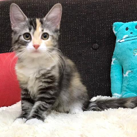 ノルウェージャンフォレストキャット