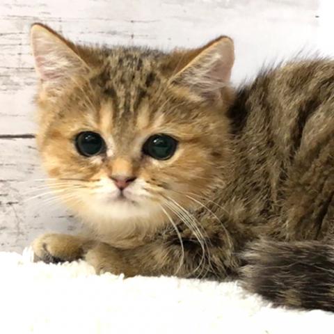 エキゾチックショートヘアー