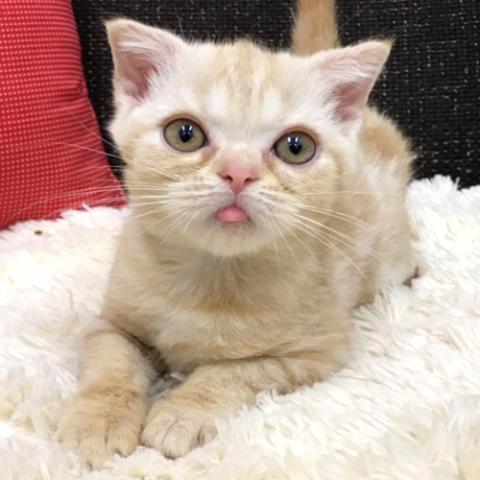 スコティッシュフォールド