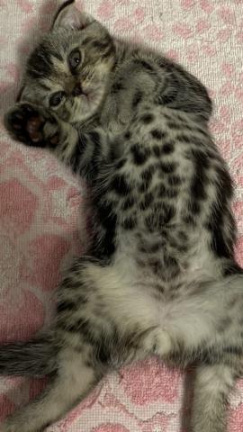 スコティッシュフォールド