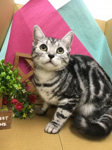 アメリカンショートヘアー