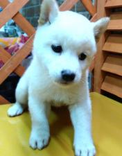 柴犬