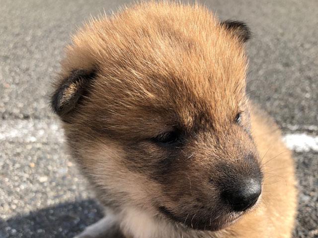 四国犬