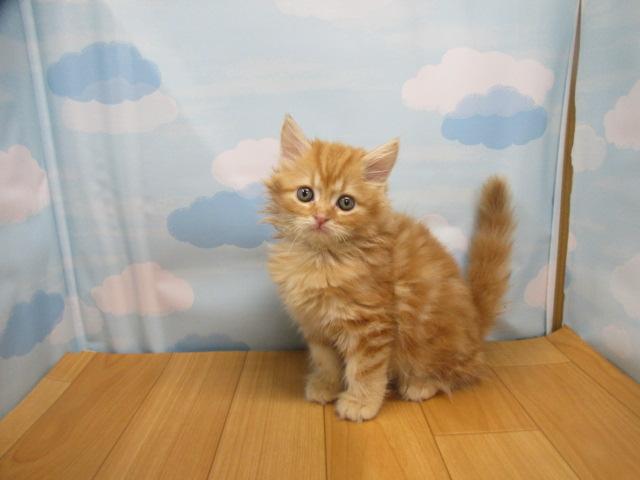 スコティッシュフォールド