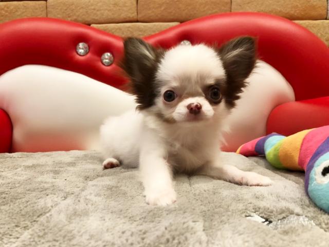 チワワ（ロングコート）