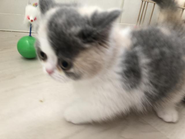 ミヌエット（旧ナポレオン）