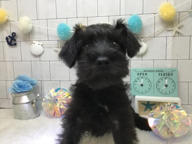ミニチュアシュナウザー