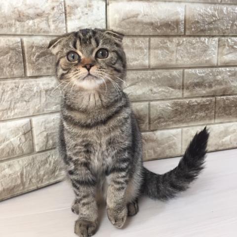 ミヌエット（旧ナポレオン）