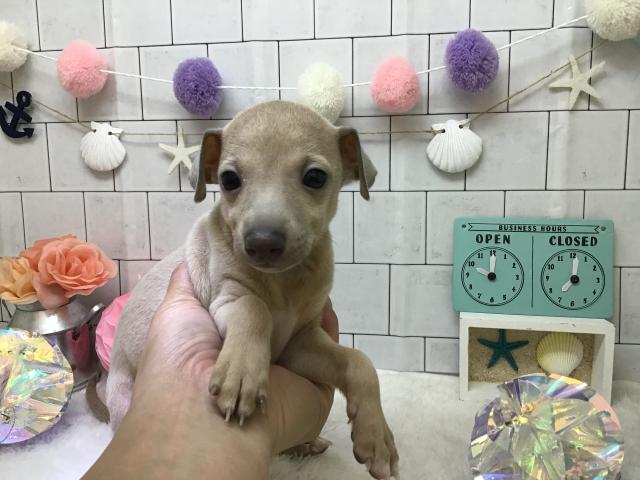 イタリアングレーハウンド