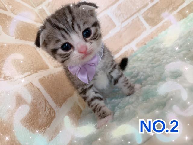 スコティッシュフォールド