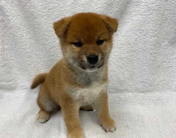 柴犬