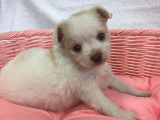 チワワ(ロングコート)