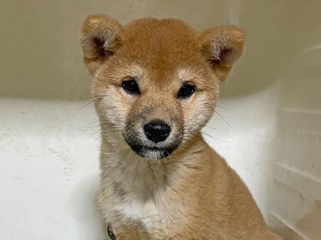 柴犬