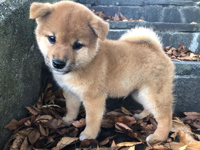 柴犬
