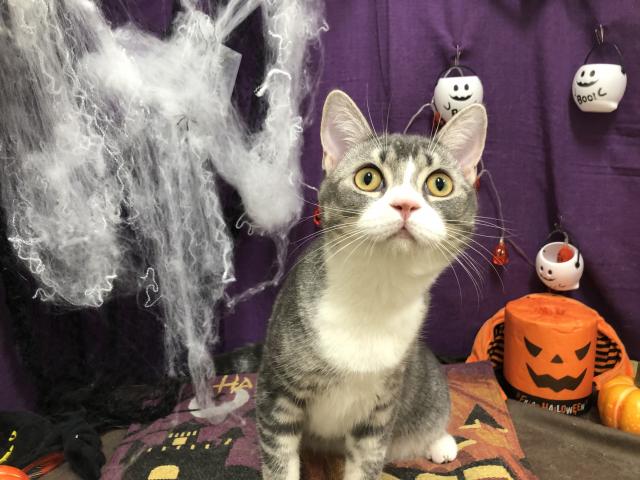 スコティッシュフォールド