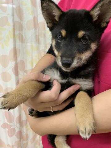柴犬豆柴