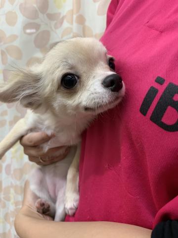 チワワ(ロングコート)