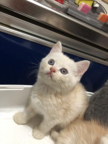 ミヌエット（旧ナポレオン）