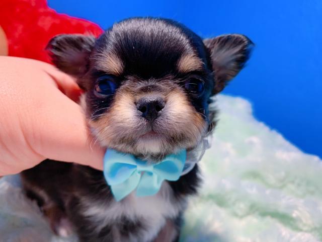 チワワ（ロングコート）