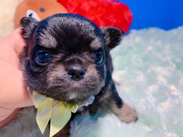 チワワ（ロングコート）