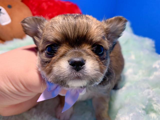 チワワ（ロングコート）