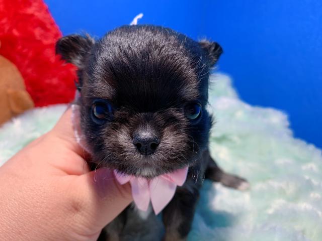 チワワ（ロングコート）