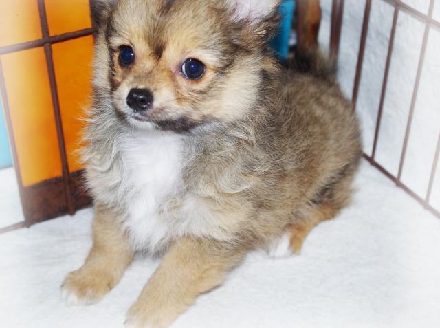 イラスト集 これまでで最高の雑種 犬 かわいい イラスト集 これまでで最高の雑種 犬 かわいい