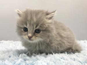 サイベリアン子猫 FEODORA