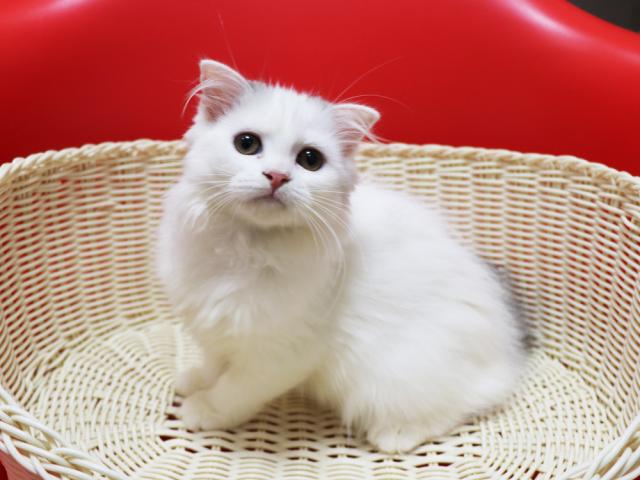 スコティッシュフォールド