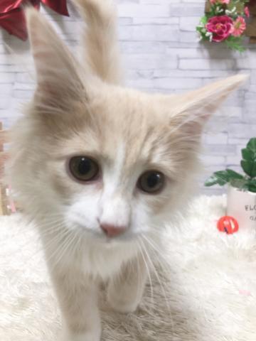 ノルウェージャンフォレストキャット