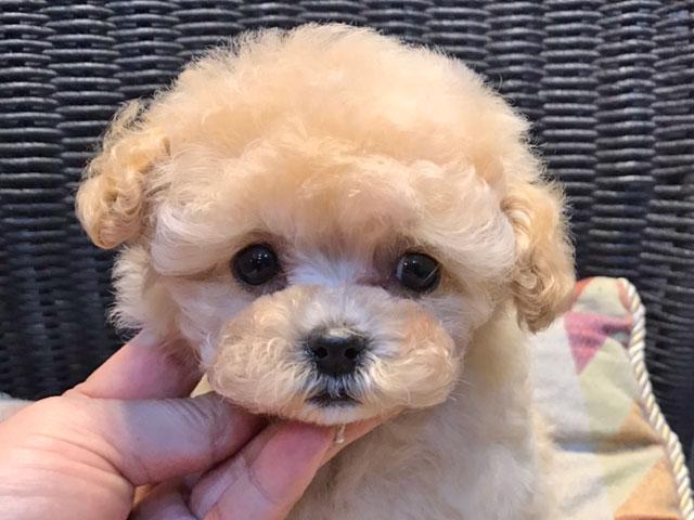 トイプードル