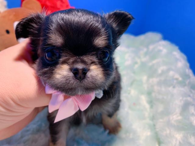 チワワ（ロングコート）