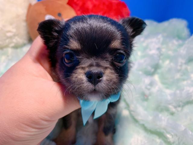 チワワ（ロングコート）