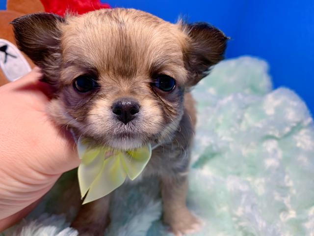 チワワ（ロングコート）