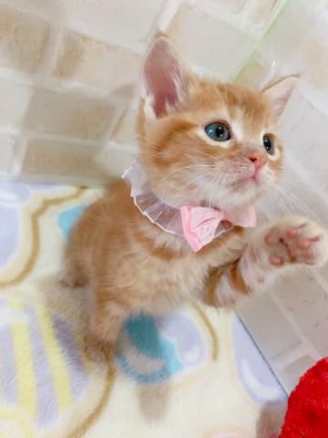 アメリカンショートヘアー