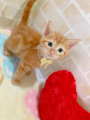 アメリカンショートヘアー