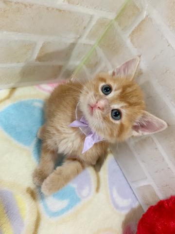 アメリカンショートヘアー