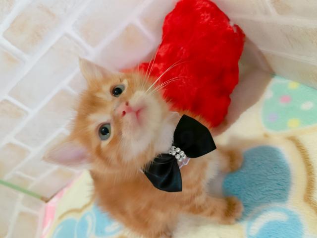 アメリカンショートヘアー