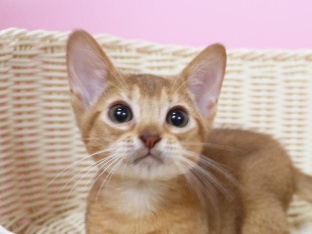 アビシニアン